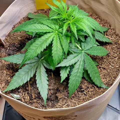Milky Way growlog timeline photo