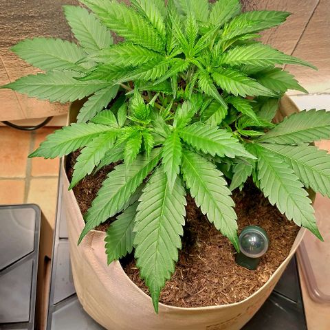 Cosmos growlog timeline photo
