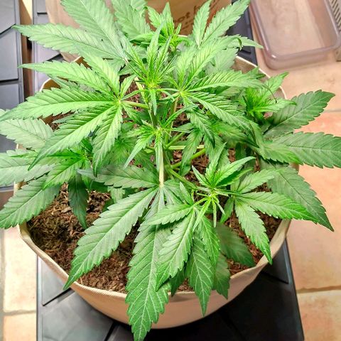Epsilon growlog timeline photo