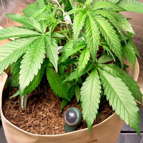 Cosmos growlog photo: LST
