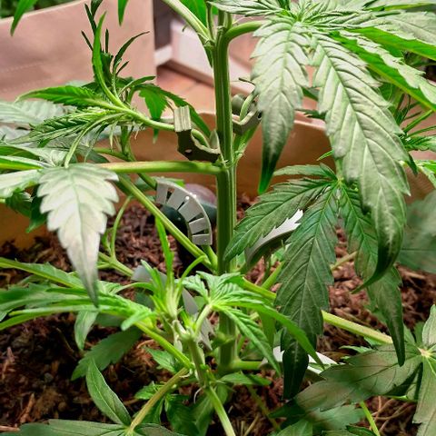 Epsilon growlog photo: LST