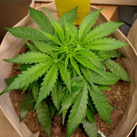 Milky Way growlog timeline photo