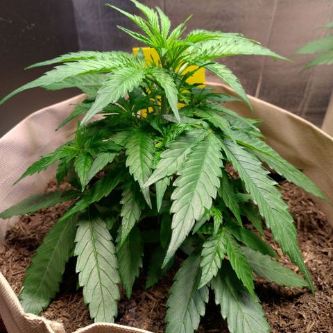 Milky Way growlog timeline photo
