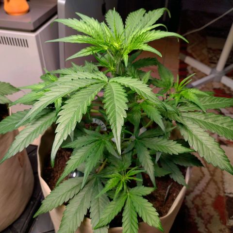 Epsilon growlog timeline photo
