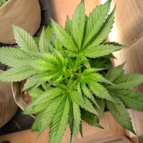 Cosmos growlog timeline photo