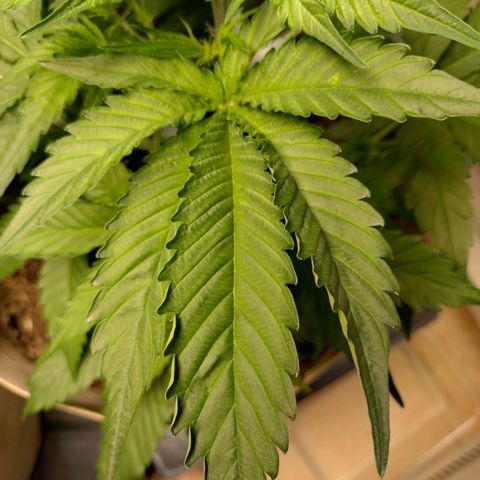 Cosmos growlog timeline photo