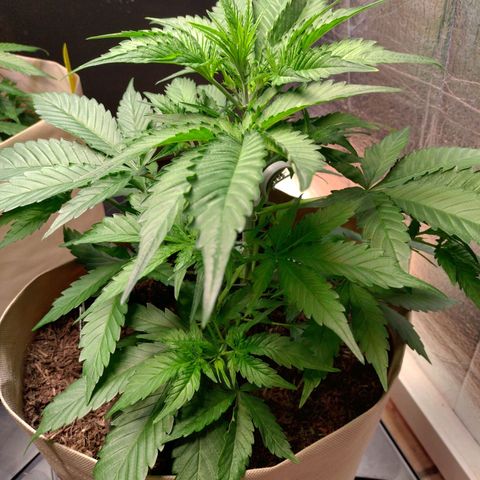 Cosmos growlog timeline photo