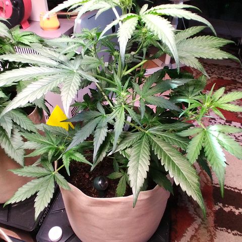 Epsilon growlog timeline photo