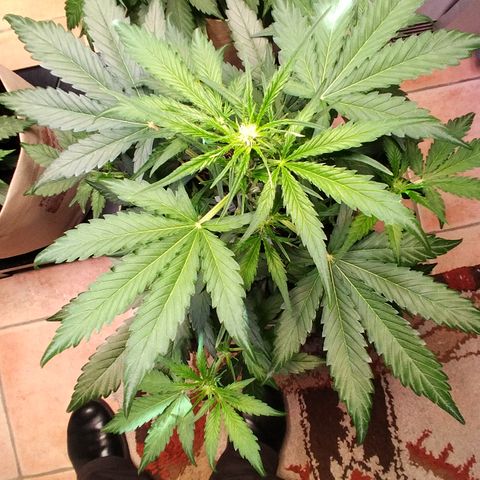 Epsilon growlog timeline photo
