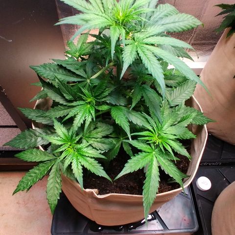 Milky Way growlog timeline photo