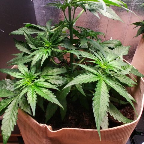 Milky Way growlog timeline photo
