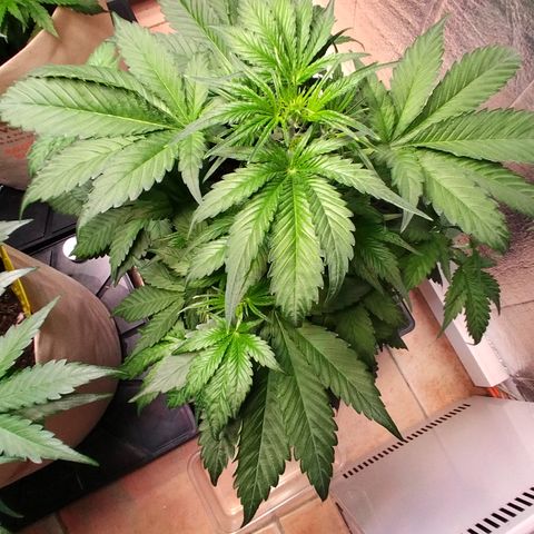 Cosmos growlog timeline photo