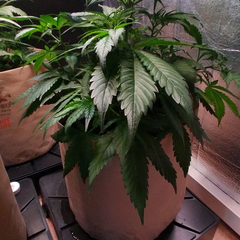 Cosmos growlog timeline photo