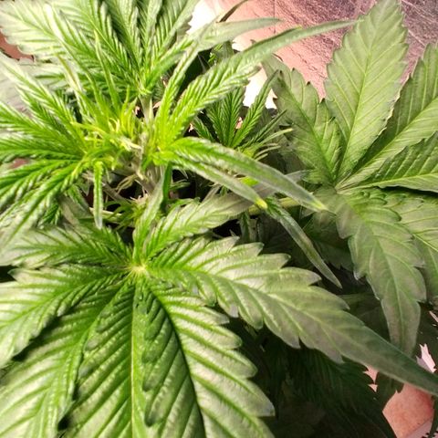 Cosmos growlog timeline photo