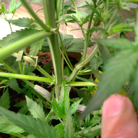 Cosmos growlog photo: LST Klammer hat den Trieb zerbrochen. Ich habe die Klammer entfernt und hoffe der Trieb überlebt 