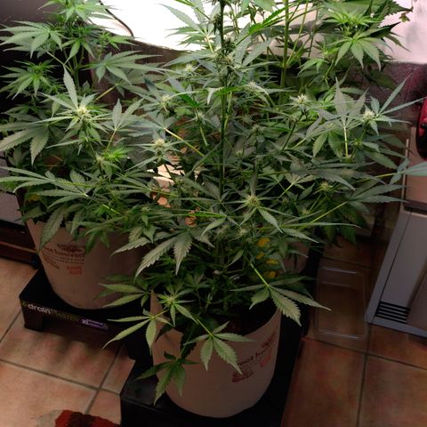 Epsilon growlog timeline photo