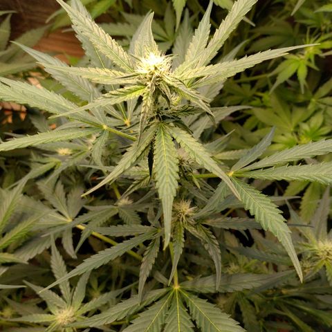 Epsilon growlog timeline photo