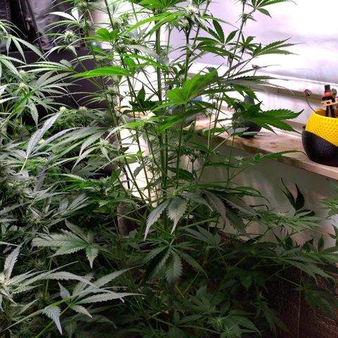 Cosmos growlog timeline photo