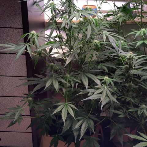 Milky Way growlog timeline photo