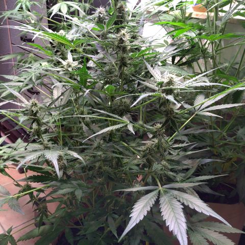 Epsilon growlog timeline photo