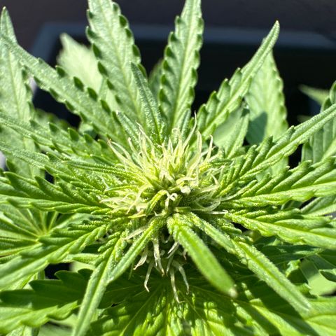 Quick one VL growlog timeline photo