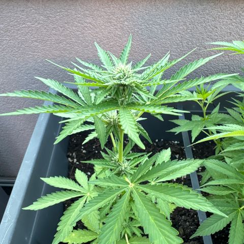 Quick one VL growlog timeline photo