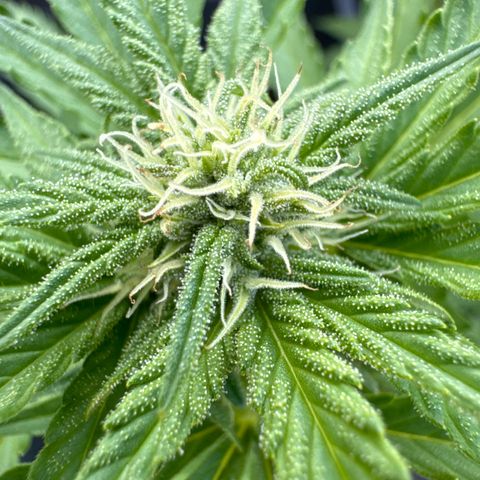 Quick one VL growlog timeline photo