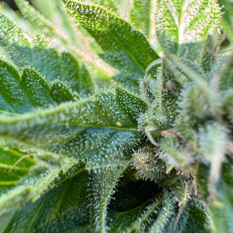 Quick one VL growlog timeline photo