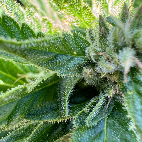 Quick one VL growlog timeline photo