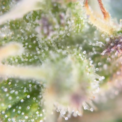 Quick one VL growlog timeline photo