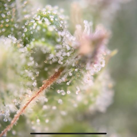 Quick one VL growlog timeline photo