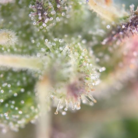Quick one VL growlog timeline photo