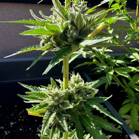 Quick one VL growlog timeline photo