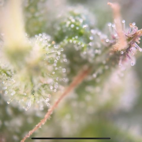 Quick one VL growlog timeline photo