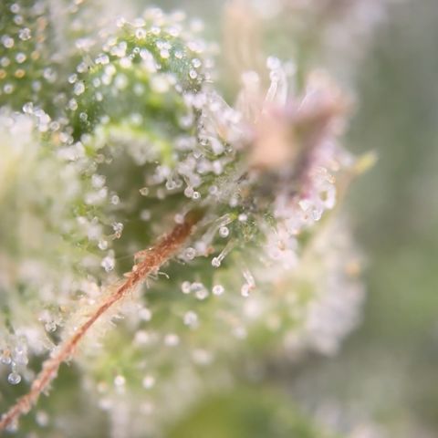 Quick one VL growlog timeline photo