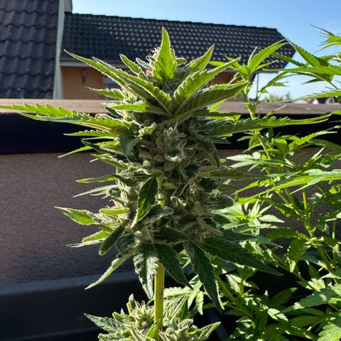 Quick one VL growlog timeline photo
