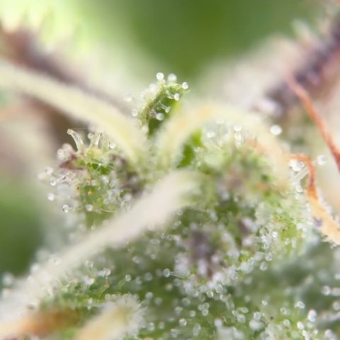 Quick one VL growlog timeline photo