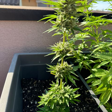 Quick one VL growlog timeline photo