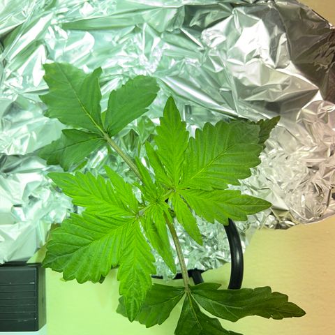 Nothern light automatic growlog timeline photo