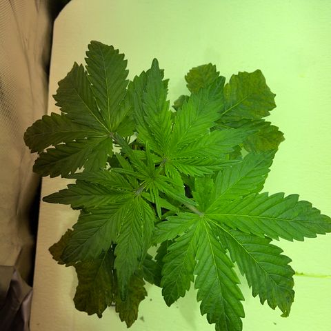 Nothern light automatic growlog timeline photo