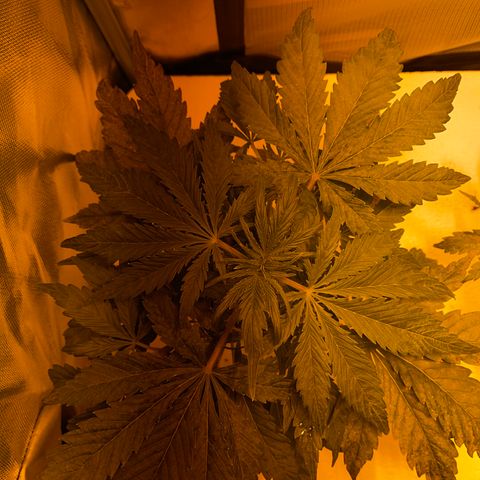 Nothern light automatic growlog timeline photo