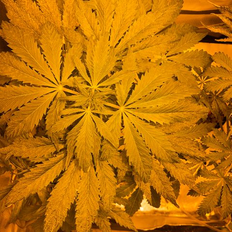 Nothern light automatic growlog timeline photo