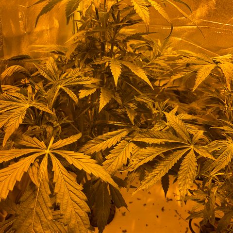 Nothern light automatic growlog timeline photo