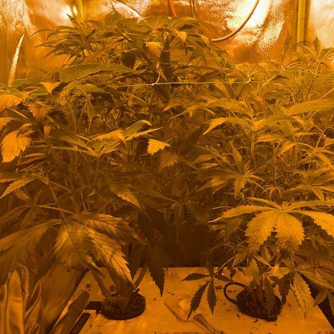 Nothern light automatic growlog timeline photo