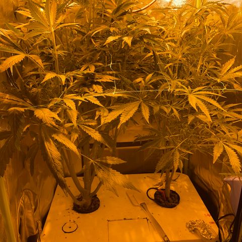Nothern light automatic growlog timeline photo