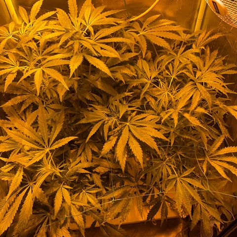Nothern light automatic growlog timeline photo