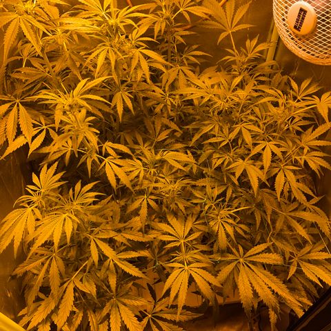 Nothern light automatic growlog timeline photo