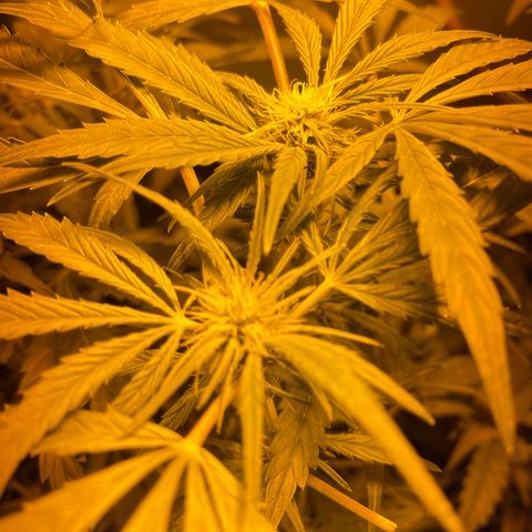 Nothern light automatic growlog timeline photo