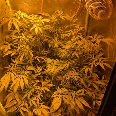 Nothern light automatic growlog timeline photo