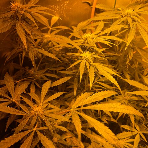 Nothern light automatic growlog timeline photo